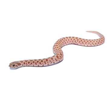 Hypo Western Hognose Snake